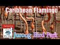 CARIBBEAN FLAMINGO l JURONG BIRD PARK l SINGAPORE