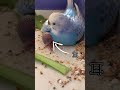 【インコファミリー】セキセイインコ ヒナ孵化11日no4★hatched day11 shorts セキセイインコ