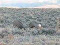 boulder wyoming 2007 november buck fight