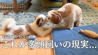 【シーズー】2人の関係が少し変化してきました。//お迎え0日〜3ヶ月