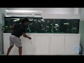 ozzie albies monster aquarium part 2 fish are in the tank premier aquatics