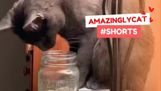 Cat knocking things over #shorts