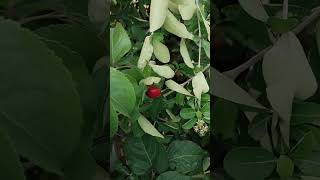 ఒక్క పండు కోసం ఎంత కష్టపడ్డామో#shortfeed #myterracegardentelugu#shortsviral #gardeningtipsandtricks