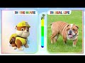 paw patrol mighty pups growing up compilation cartoon wow