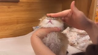 Cute Kitten Massage 💆‍♀️