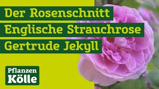 Der Rosenschnitt mit Klaus Kölle I Englische Strauchrose Gertrude Jekyll