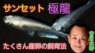 サンセット極龍めだか　室内飼育のこんな器で卵たくさん採れる飼育方法。