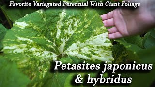 Favorite Variegated Perennial! Growing Petasites japonicus and Petasites hybridus