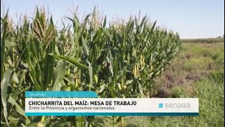 Chicharrita del maíz: Mesa de Trabajo interinstitucional en Tucumán