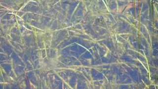 Newt in dewpond - Sussex.MOV