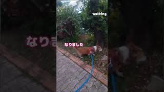 術後癌細胞が残っていないか？#病理検査結果待ち#散歩大好き老犬 #回復へ