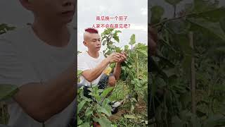 There's nothing wrong with using the best grafting technology to replace an eggplant. A funny video