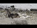 中華民國台灣的離島蘭嶼˙羊鬥 goats fight