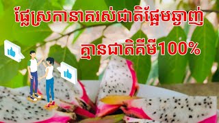 ផ្លែស្រកានាគផ្អែមឆ្ងាញ់គ្មានជាតិគីមី100%