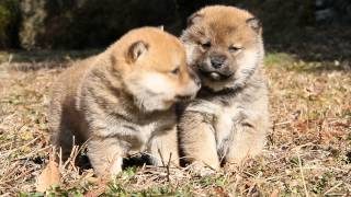 ID:1870　柴犬　赤柴　オス　子犬　生後31日目　shiba　inu