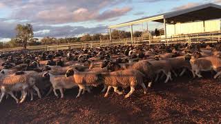 MT MANARA DORPER EWE LAMBS