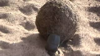 RHULANI MINUTE SAFARI - Dung beetle honeymooners