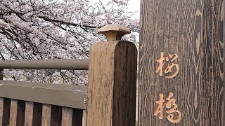 福井市の桜！！！日本さくら名所100に選らばえている足羽川桜並木