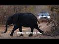 Go on an African Safari in Your Own 4WD