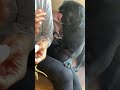 おやつを食べる態度が大きい黒パグ a black pug with a big attitude to eat snacks