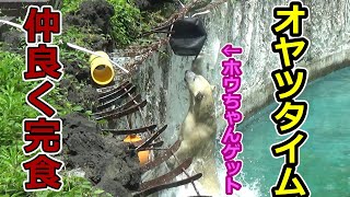 オヤツだ！今日は仲良く完食💗シロクマの母娘【天王寺動物園】