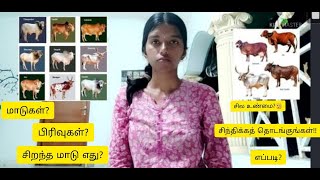 பசு மாடு பற்றிய தகவல்கள் - Things to know about cow