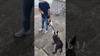 【甲斐犬かい】お散歩を知りたてのパピー期