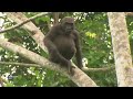 Дикая природа Семейные узы Западная равнинная горилла wild life family ties western lowland gorilla