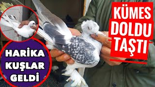 KAÇAK YOK DİYE ÜZÜLÜYORDUK Kİ KÜMES EFSANE KUŞLARLA DOLDU