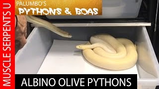 Albino Olive Python Breeding Strategies