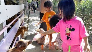 台南親子景點｜想親近小動物來這裡準沒錯【 樹谷農場 】 ｜三胞胎四寶媽