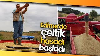 Beyaz Altın Çeltikte Hasat Başladı