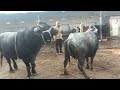hot buffalo meeting and cow meeting(4)