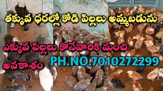 Guinea Fowl, giriraja, turkey, aseel, ducks all chick's available reasonable price 7010272299