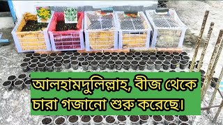 আলহামদুলিল্লাহ, বীজ থেকে চারা গজানো শুরু করেছে।পর্ব ৯৪