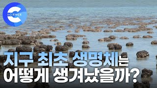 지구 최초의 생명체는 무엇일까?