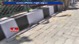 9 Feet Snake Hulchul On Tirumala Roads | Tirupati | HMTV