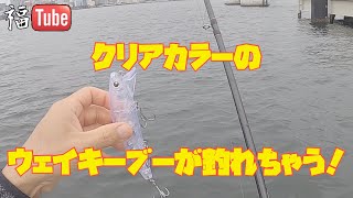 クリアカラーの【ウェイキーブー】が釣れちゃう❗️