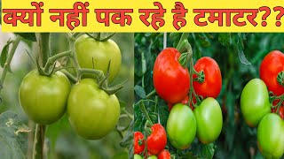 क्यों नहीं पक रहे हैं टमाटर।। Tomato not turning red!! How to ripen green tomatoes fast