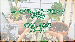 【ハーブ　多肉】vlog｜ユーカリシルバードロップ🌿多幸寿🍀 増やしてみるパート1【ガーデニング】多幸寿　モロコエンシンス