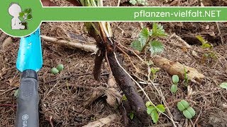 Echter Beinwell - Frühjahrs-Wurzel - 10.04.18 (Symphytum officinale) - Wildpflanzen-Bestimmung