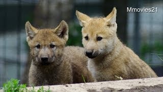 ベビーラッシュ！初夏の旭山動物園~Baby boom,Asahiyama Zoo