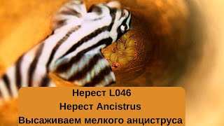 Нерест L046. Нерест Ancistrus. Высаживаем мелкого анциструса.