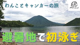 わんこを連れて避暑地で散歩｜初泳ぎ。