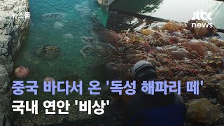 [단독] 제주·부산까지…중국 바다서 온 '2m 독성 해파리 떼' / JTBC 뉴스룸