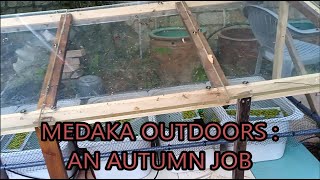 medaka rice fish outdoors -  an autumn job