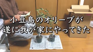 【オリーブの木】遂に小豆島のオリーブ公園から我が家に/マンザニロとミッション