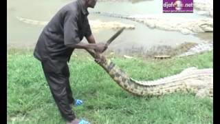 Dévoré par les Caïmans Sacrés du lac de Yamoussoukro