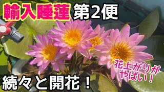 輸入第2便睡蓮も続々開花！8月の睡蓮農園まだまだ咲いてます！メダカ睡蓮ビオトープ