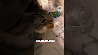 Mischievous Cats Get Caught Stealing Owner's Lunch